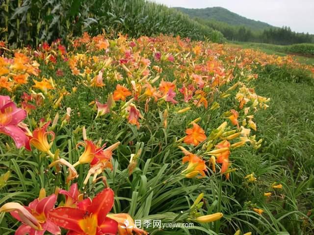 6種宿根花卉，好看好養(yǎng)，觀賞性強(qiáng)綠化帶很常見(圖4)