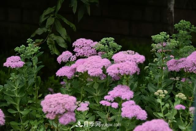 6種宿根花卉，好看好養(yǎng)，觀賞性強(qiáng)綠化帶很常見(圖5)