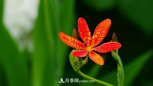 6種宿根花卉，好看好養(yǎng)，觀賞性強(qiáng)綠化帶很常見(圖6)
