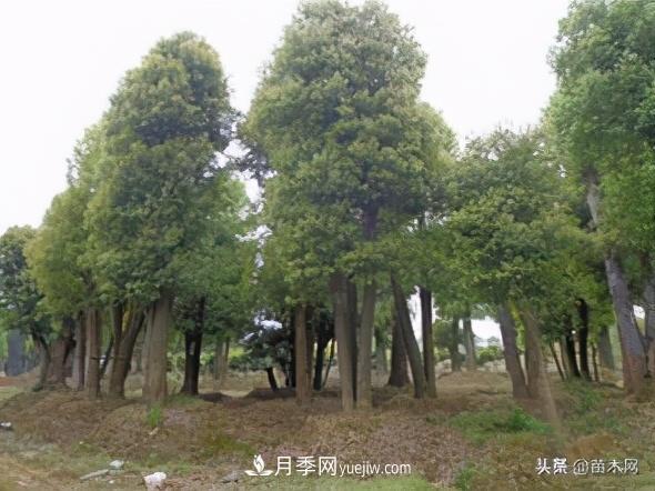 全冠香樟、切桿香樟、骨架香樟有什么區(qū)別(圖4)