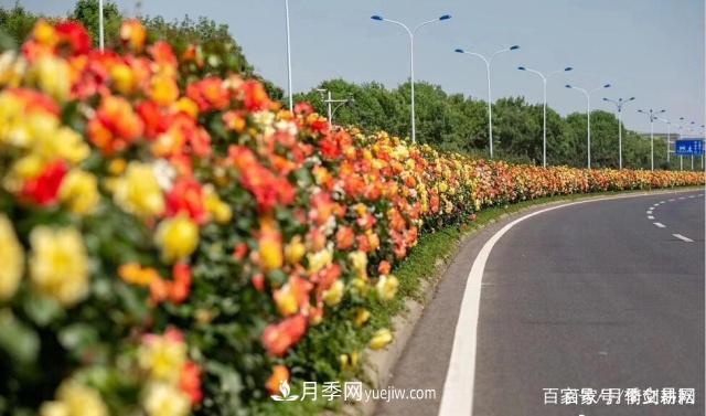 春色滿園關(guān)不住，為何月季領(lǐng)風(fēng)騷(圖2)
