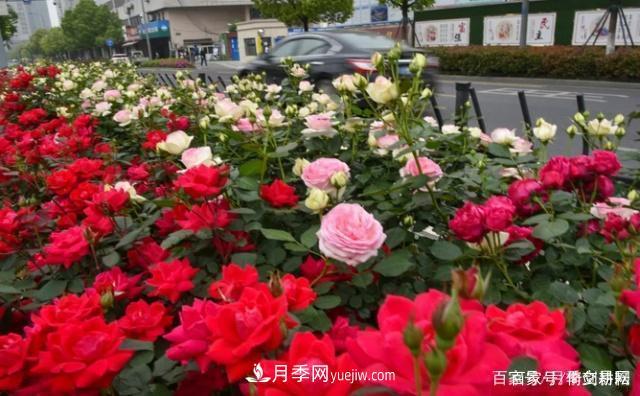 春色滿園關(guān)不住，為何月季領(lǐng)風(fēng)騷(圖3)