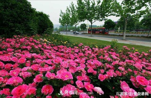 春色滿園關(guān)不住，為何月季領(lǐng)風(fēng)騷(圖4)