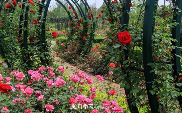 新余凱光植物園，新余人看月季的好地方(圖1)