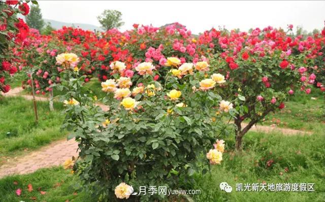 新余凱光植物園，新余人看月季的好地方(圖2)