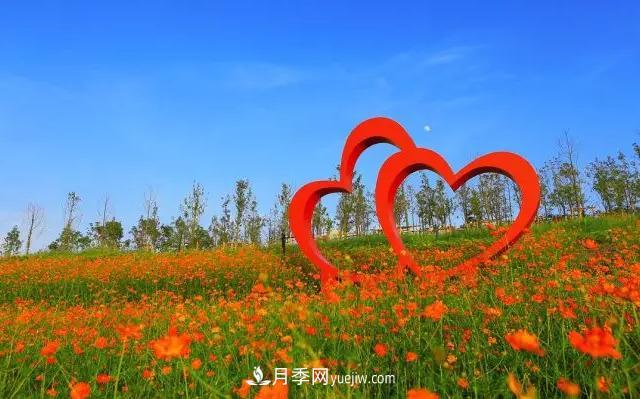 新余凱光植物園，新余人看月季的好地方(圖3)