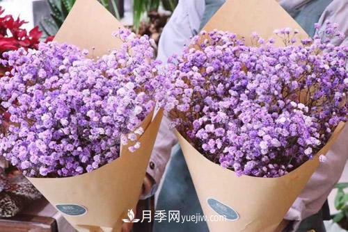 紫色滿天星的花語是什么？紫色滿天星適合送給什么人？(圖1)