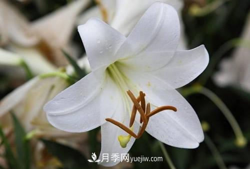 百合花粉百合香水百合，花語(yǔ)代表什么？(圖1)