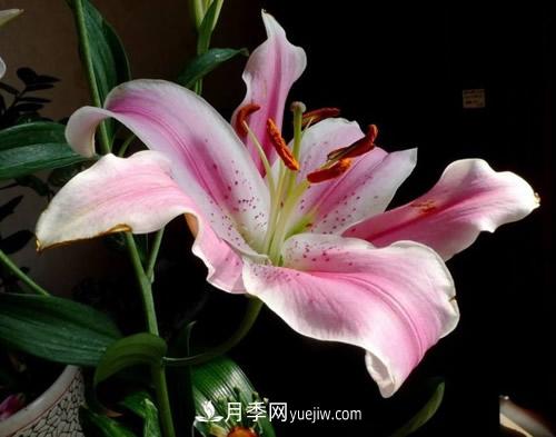 不同品種百合花花期是多久，白百何開花季節(jié)(圖1)