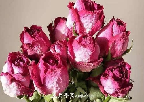 干花玫瑰花怎么護理？(圖1)