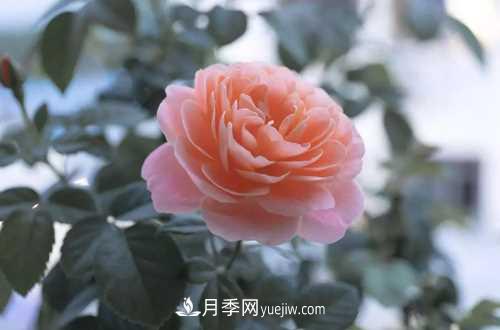 養(yǎng)護(hù)月季時(shí)需要扦插的時(shí)候都要注意哪些事項(xiàng)？(圖1)