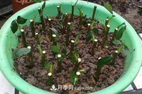 養(yǎng)護(hù)月季時(shí)需要扦插的時(shí)候都要注意哪些事項(xiàng)？(圖3)