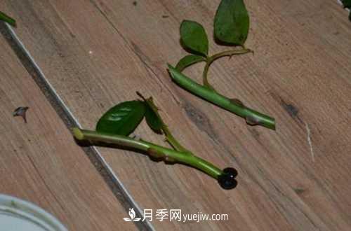 養(yǎng)護(hù)月季時(shí)需要扦插的時(shí)候都要注意哪些事項(xiàng)？(圖2)