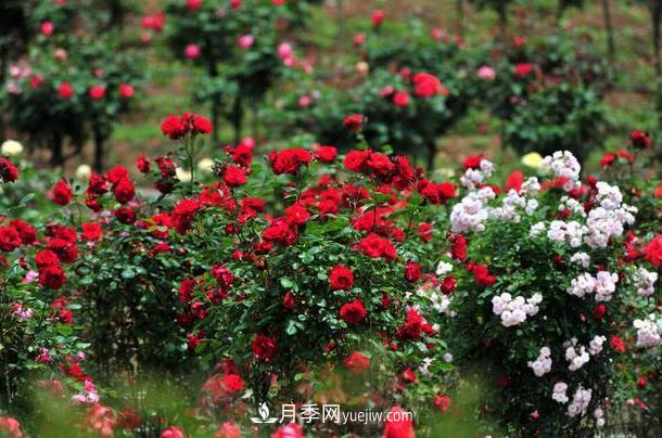 盆栽月季的養(yǎng)護(hù)方法，簡(jiǎn)單易學(xué)(圖2)
