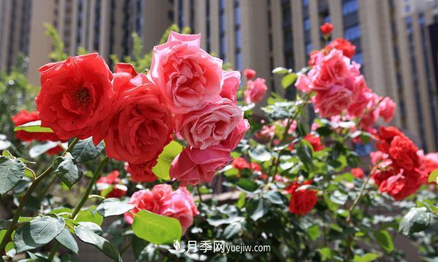 月季花好養(yǎng)嗎？給你養(yǎng)殖方法，養(yǎng)過后就欲罷不能(圖1)