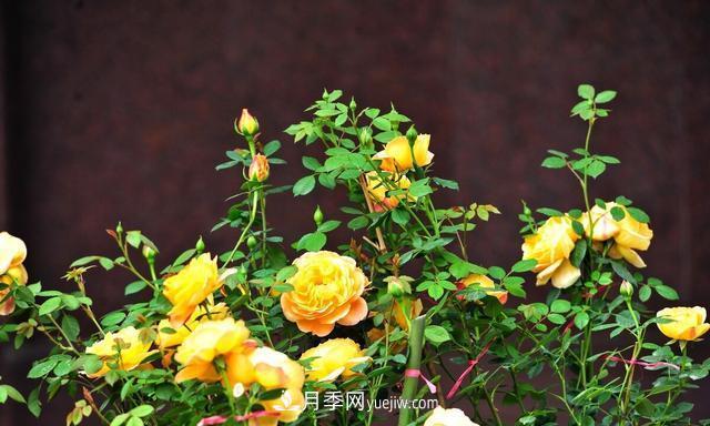 月季花好養(yǎng)嗎？給你養(yǎng)殖方法，養(yǎng)過后就欲罷不能(圖3)