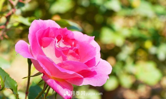 月季花好養(yǎng)嗎？給你養(yǎng)殖方法，養(yǎng)過后就欲罷不能(圖2)