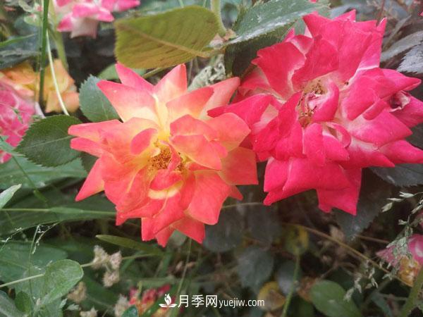 地被月季有哪些品種？紅色、黃色、白色、藍色？(圖1)