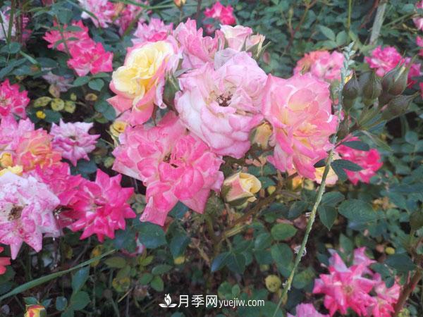 地被月季有哪些品種？紅色、黃色、白色、藍色？(圖2)