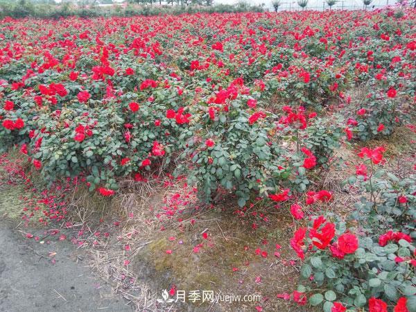 地被月季有哪些品種？紅色、黃色、白色、藍色？(圖5)
