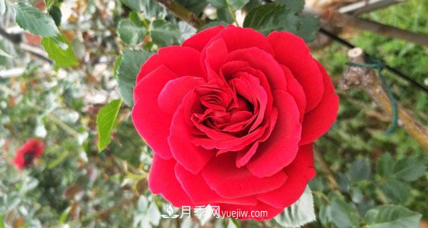 地被月季有哪些品種？紅色、黃色、白色、藍色？(圖3)