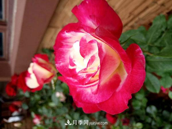 地被月季有哪些品種？紅色、黃色、白色、藍色？(圖4)