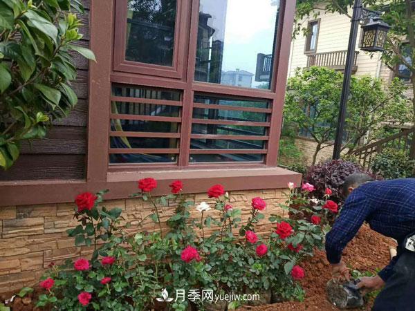 地被月季有哪些品種？紅色、黃色、白色、藍色？(圖8)