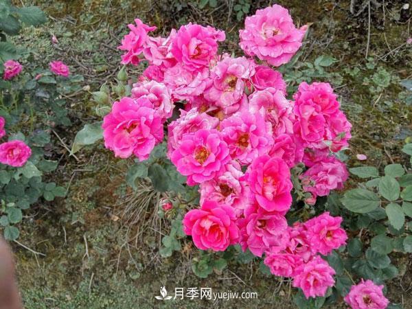 地被月季有哪些品種？紅色、黃色、白色、藍色？(圖7)