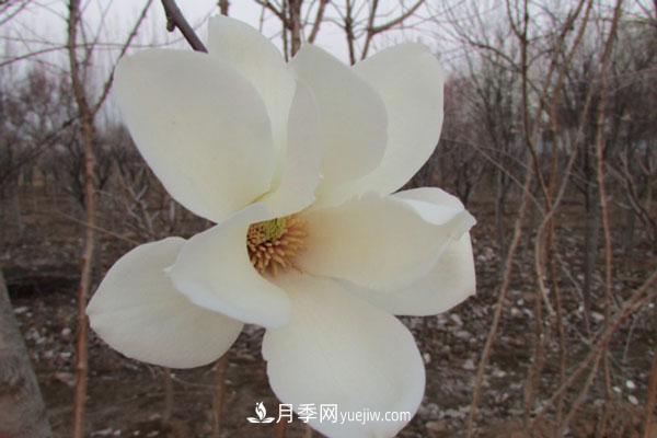 廣玉蘭和白玉蘭的區(qū)別，不同與相同之處(圖1)