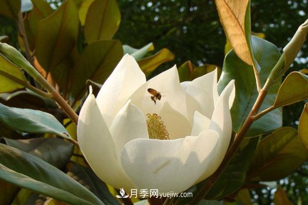 廣玉蘭和白玉蘭的區(qū)別，不同與相同之處(圖2)