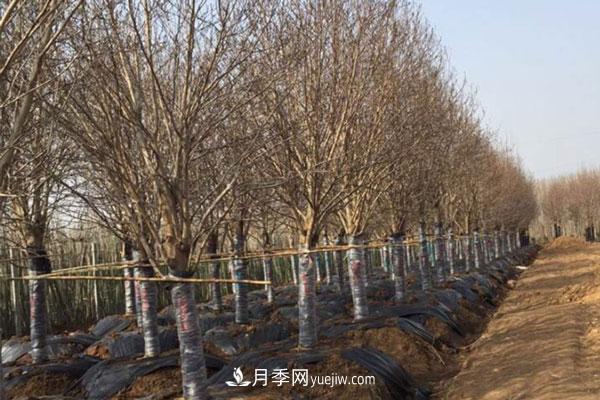 廣玉蘭和白玉蘭的區(qū)別，不同與相同之處(圖4)