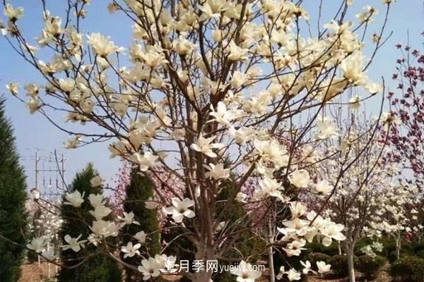 廣玉蘭和白玉蘭的區(qū)別，不同與相同之處(圖7)