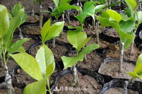 廣玉蘭和白玉蘭的區(qū)別，不同與相同之處(圖5)