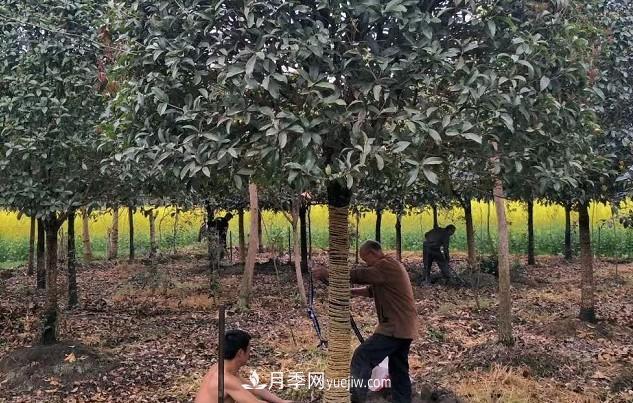 如何區(qū)分桂花樹(shù)的品種(圖2)