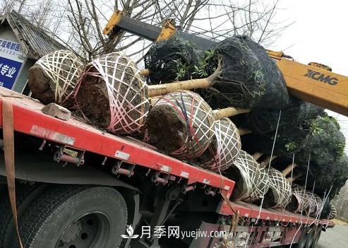 如何區(qū)分桂花樹(shù)的品種(圖3)