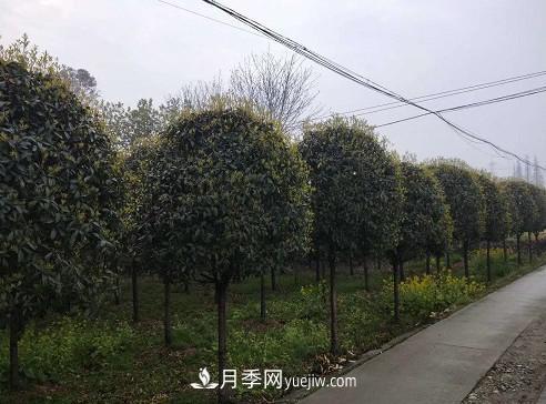 如何區(qū)分桂花樹(shù)的品種(圖1)