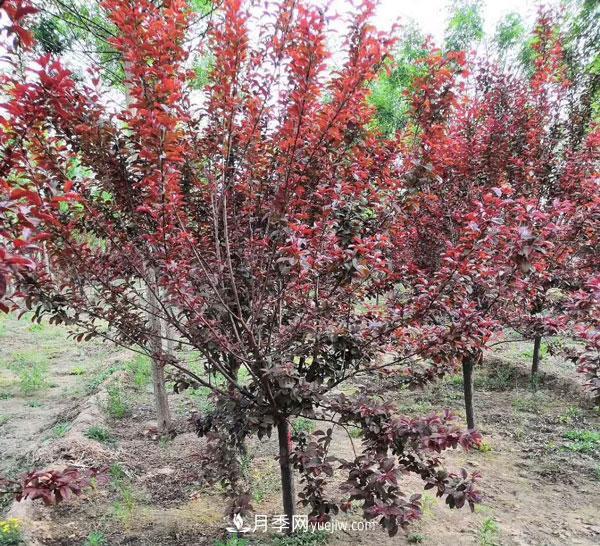 南陽落葉小喬苗木：紅葉李的介紹(圖1)