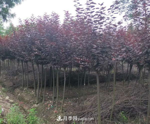 南陽落葉小喬苗木：紅葉李的介紹(圖2)