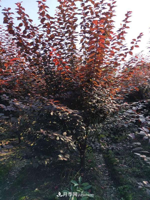 南陽落葉小喬苗木：紅葉李的介紹(圖4)