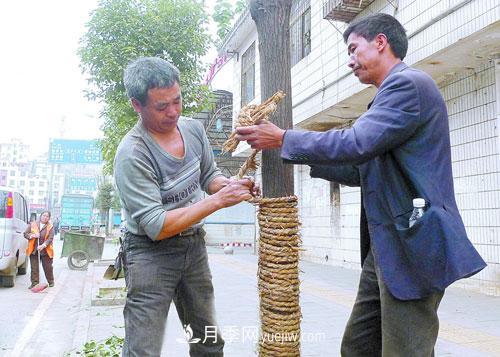 草繩繞樹干對(duì)移栽月季樹和苗木有那些好處(圖2)