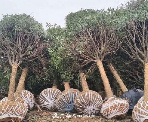 草繩繞樹干對(duì)移栽月季樹和苗木有那些好處(圖1)