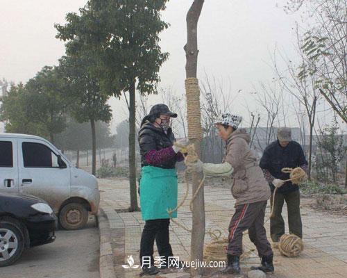 園林綠化中草繩繞樹干的長(zhǎng)度和用量怎么計(jì)算(圖1)