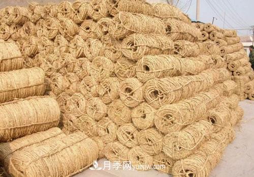 園林綠化中草繩繞樹干的長(zhǎng)度和用量怎么計(jì)算(圖3)