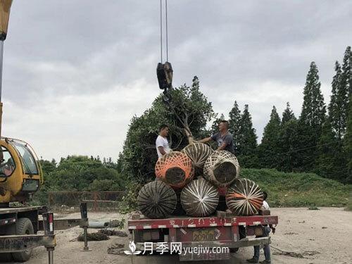 月季、苗木、樹木移栽怎樣不垮土？(圖3)