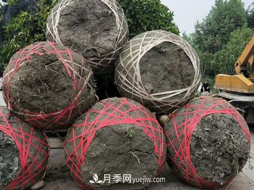 月季、苗木、樹木移栽怎樣不垮土？(圖1)