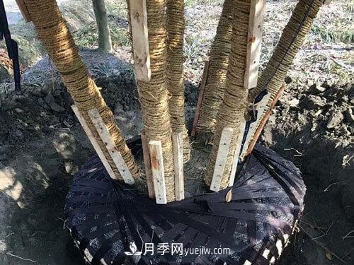 月季、苗木、樹木移栽怎樣不垮土？(圖2)
