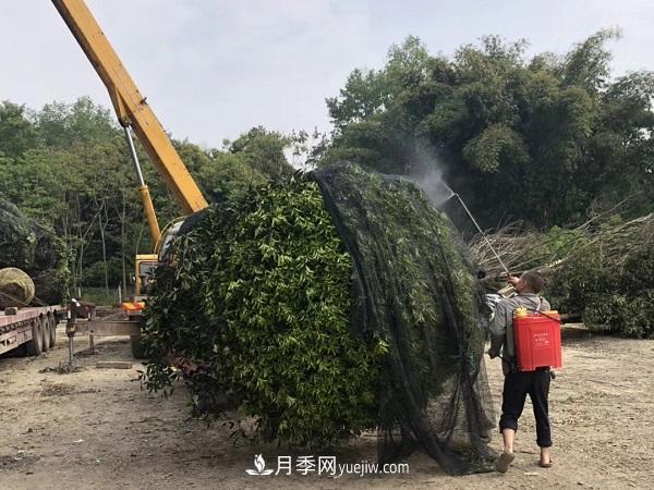 南陽桂花基地，桂花移植的***佳時機(jī)是什么時候(圖3)