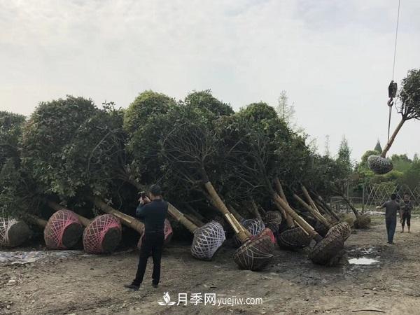 南陽桂花基地，桂花移植的***佳時機(jī)是什么時候(圖2)