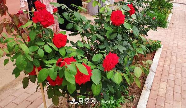 盆栽月季和地栽月季相比，哪種種植方式更耐旱？(圖2)