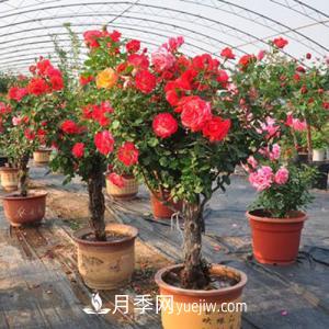 養(yǎng)月季不僅要學會防病蟲災，還需要把握修剪的技能(圖1)